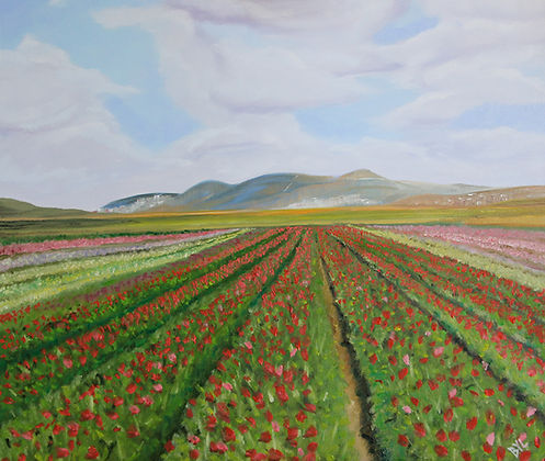 Flower Fields of the Galilee